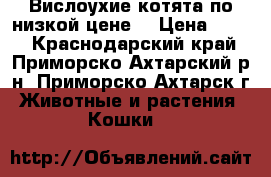 Вислоухие котята по низкой цене. › Цена ­ 500 - Краснодарский край, Приморско-Ахтарский р-н, Приморско-Ахтарск г. Животные и растения » Кошки   